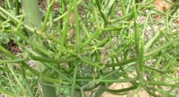 5 cây thuốc chữa sâu răng bạn nên tận dụng ngay